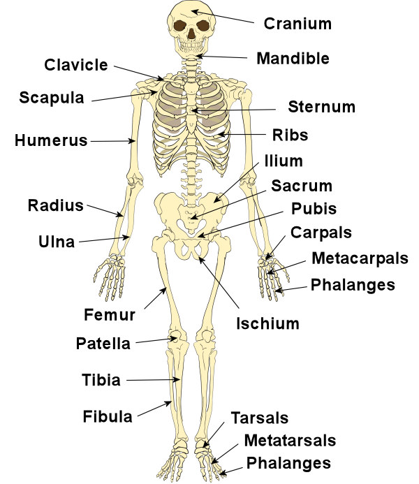 humans bones