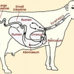 How Many Stomachs Does a Cow Have?