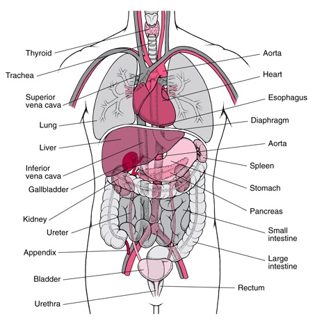 anatomy with organs