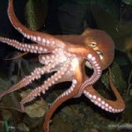 How many species of octopus are there ?