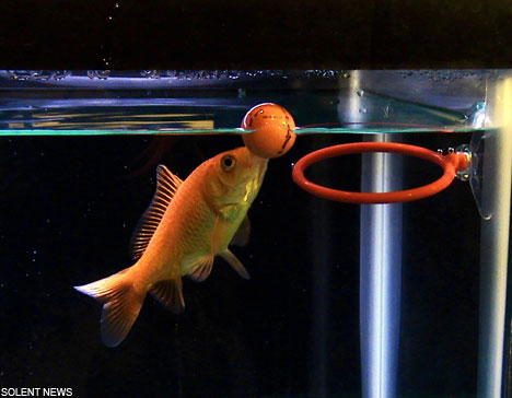 http://howmanyarethere.net/wp-content/uploads/2012/04/goldfish.jpg