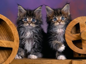 Maine_Coon_Kittens