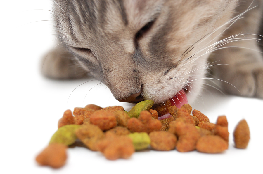 Assessing and Changing Cat Food 