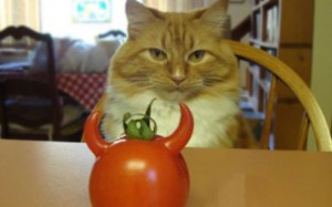 dh1009_cat_demon_tomato