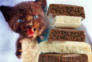 getty_rm_photo_of_kitten_hissing_at_stack_of_chocolate