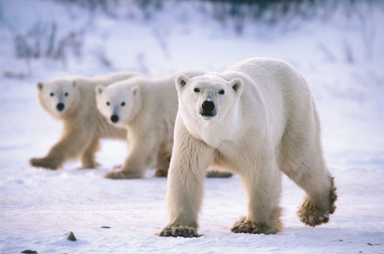 11394087-magnificent-polar-bears