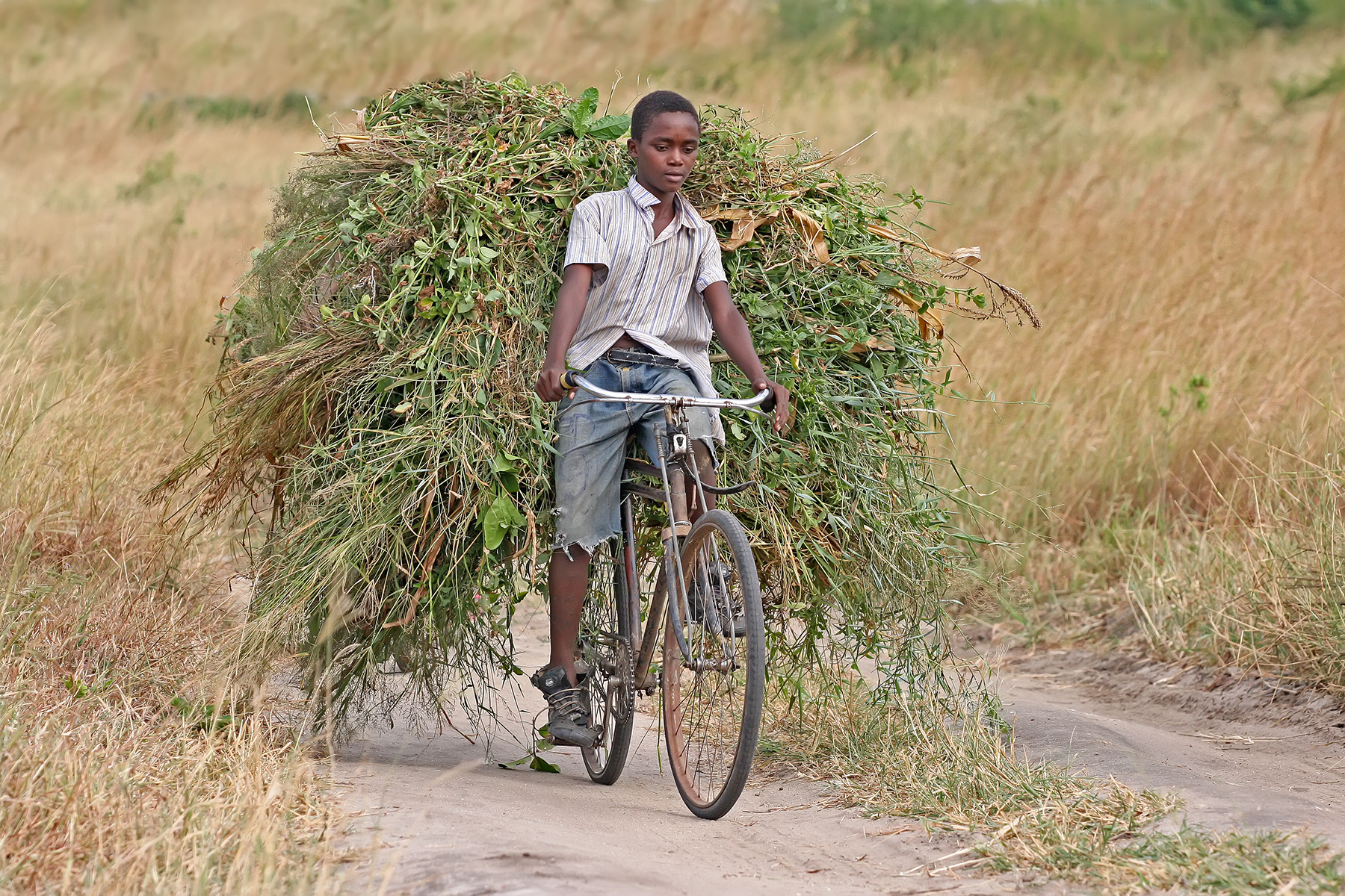 African_boy_transporting_fodder_by_bicycle_edit