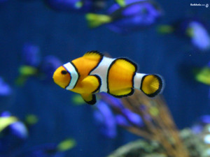 fish--the-animal-kingdom-251174_1024_768