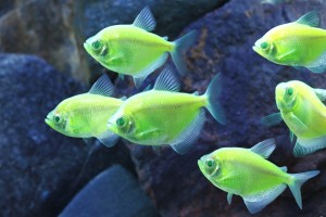 glofish-fluorescent-fish-photos_1
