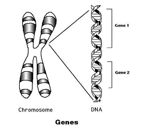 Genes structure