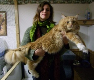 Maine_coon_red_tabby_white_of_10_kg