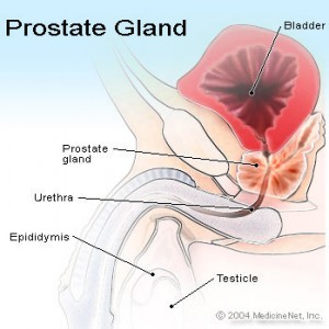 prostate_gland