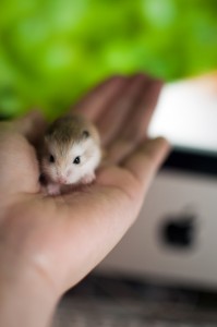 pepper-dwarf-hamster-hamster-winter-white-Favim.com-473195