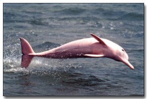 pink-dolphin-copia