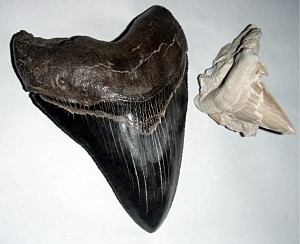 Megalodon_and_fossil_great_white_shark_teeth