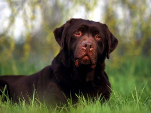 Rottweiler_Dog