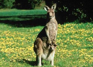 kangaroo-joey background