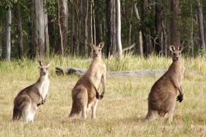 kangaroo photos