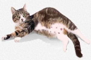 pregnantcatcare-imagel