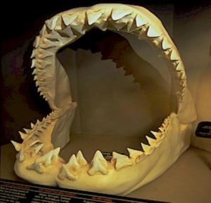 shark_jaw-448x432