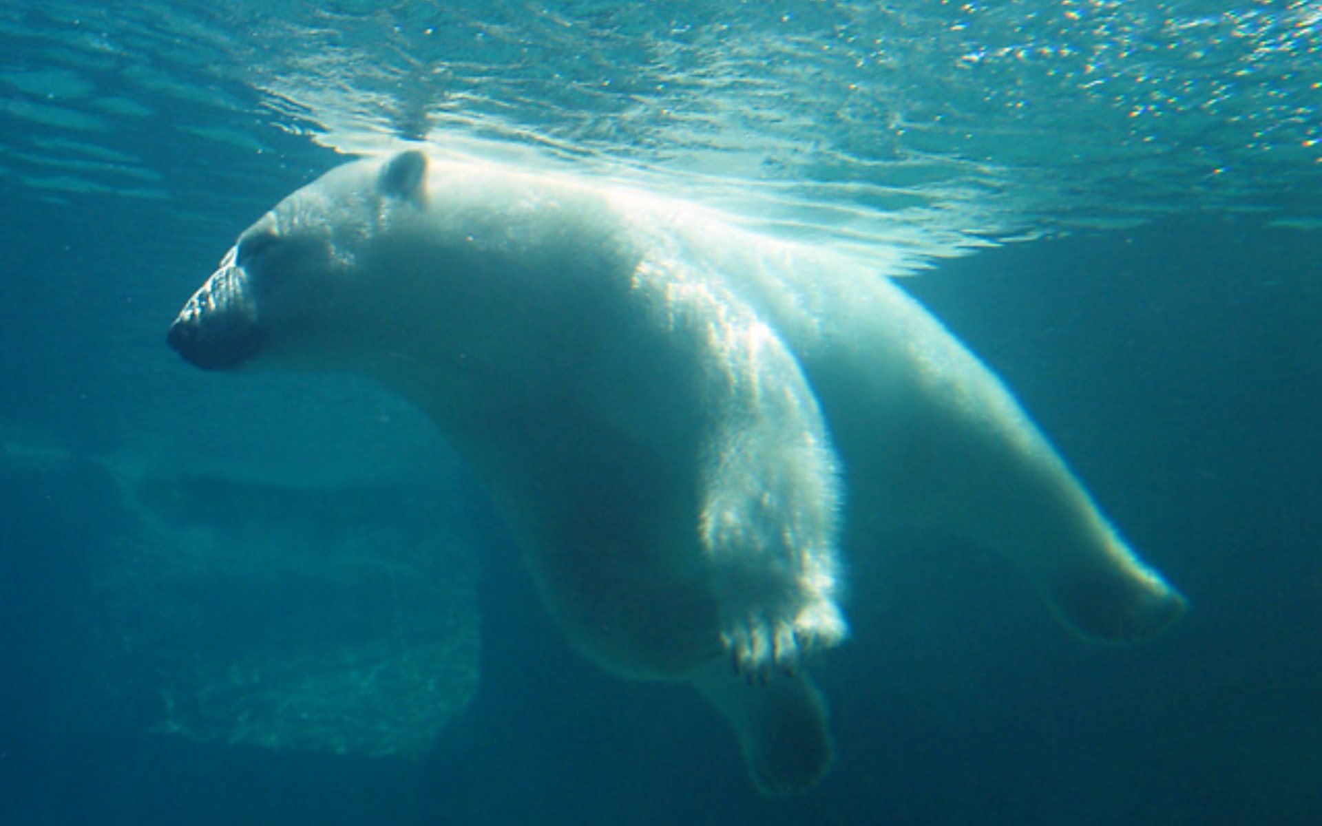 Funny-Animals-Polar-Bear-Underwater-Full-HD-Wallpaper