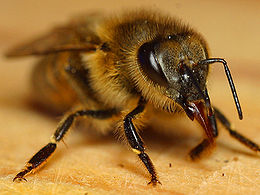 260px-Bee1web