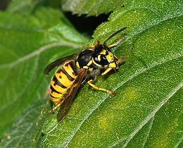 260px-Wasp_October_2007-7