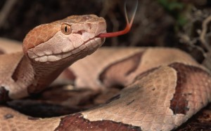 Copperhead-Snake