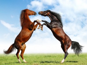 horse-horses-23582505-1024-768