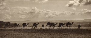 Egyptian_camel_transport3