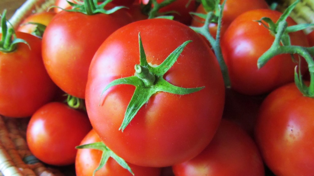 how-many-different-types-of-tomato-are-there-that-are-available-in-the