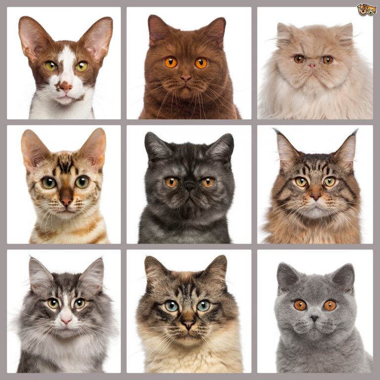 How Many Cat Breeds Are There In The World?