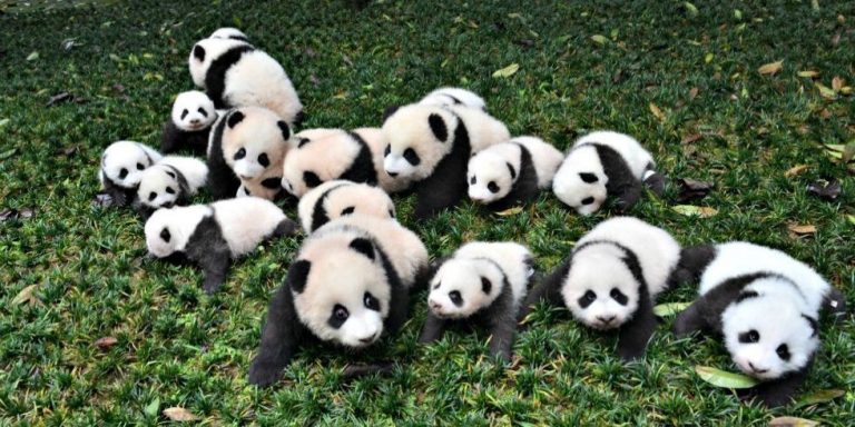 how-many-pandas-are-there-in-the-world